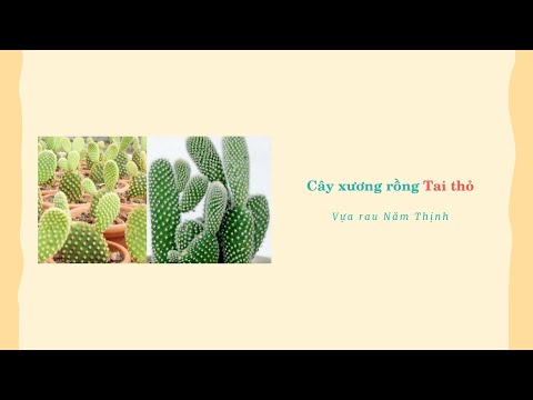 Video: Trị Virus trên Cây Xương rồng - Tìm hiểu về Virus Opuntia của Sammons