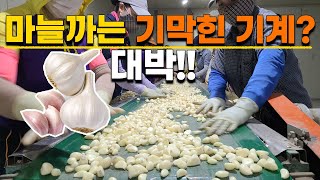대박 마늘까는 기막힌 방법 이렇게 하니 정말 쉽게 까네요 국산 깐마늘