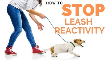 How to Stop Your Dog