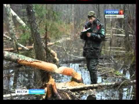 Vídeo: Prisursky Reserve: descrição, flora, fauna, clima