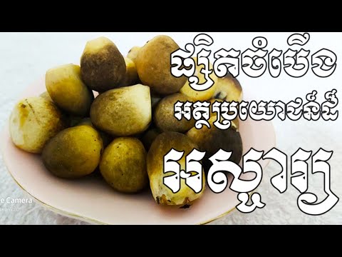 អត្ថប្រយោជន៍ដ៏អស្ចារ្យរបស់ផ្សិតចំបើងសំរាប់សុខភាព​- Health Inform