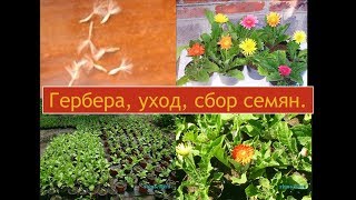 Гербера,  уход, сбор пыльцы, опыление, свои семена.