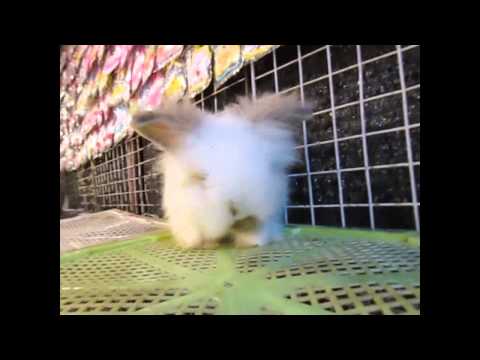 กระต่ายสายพันธุ์เท็ดดี้แบร์ เป็นมาอย่างไร ; Teddy bare ; Rabbit, bunny.