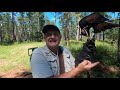 Lure training part 2 how to train a bird of prey to the lure the next level