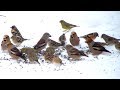 A madáretető vendégei - Bird feeder in winter