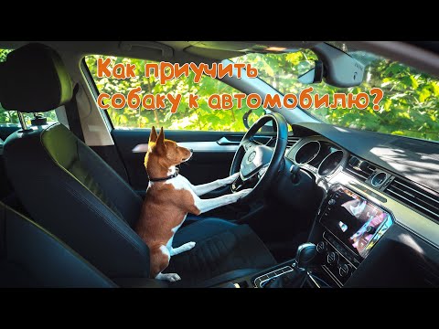 Как приучить щенка к авто или перевозка собак в машине | How to teach puppy to car?