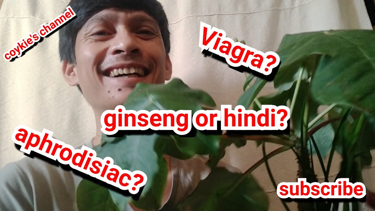 Buddha belly plant or ginseng? budda belly as Viagra? Ano ba talaga? 