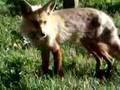 Colorado Red Fox