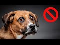 Things You Didn't Know That Kill Your Dog