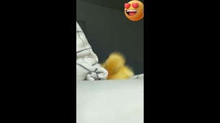 Funny Animals Compilations. Sleepy Duckling, Giant Panda, Cutest Cats😆 by Chuckles, Challenges, and Curiosities 4 views 8 months ago 1 minute, 43 seconds