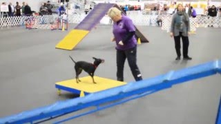 Manchester Terrier Agility Trials  2015 Rose City Dog Show  Heat #2