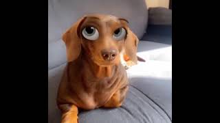 Dachshund funny face video