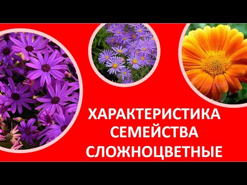 20. Характеристика семейства сложноцветные