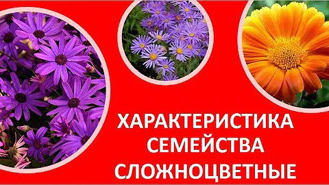 20. Характеристика семейства сложноцветные