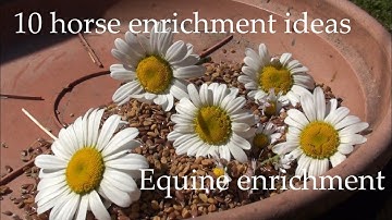 Equine enrichment - 10 enrichment IDEAS for horses