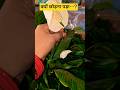 ये Peace Lily देखकर मैं रुक गई… फिर जो हुआ 😔🤍🌿 #Shorts