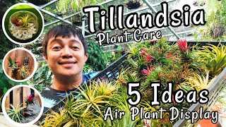 5 CREATIVE IDEAS OF DISPLAYING AIR PLANTS | TILLANDSIA CARE & VARIETIES