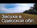 Засуха в Одессе! Влияет ли технология обработки?