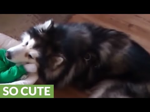 Alaskan Malamute watches over 4-month-old baby