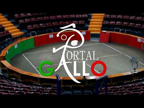 PORTAL GALLO - Tráiler