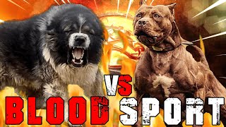 Caucasian Shepherd vs American Pitbull Terrier | Pitbull vs Caucasian Shepherd | Billa Boyka | by BILLA BOYKA 7,262 views 9 months ago 6 minutes, 44 seconds