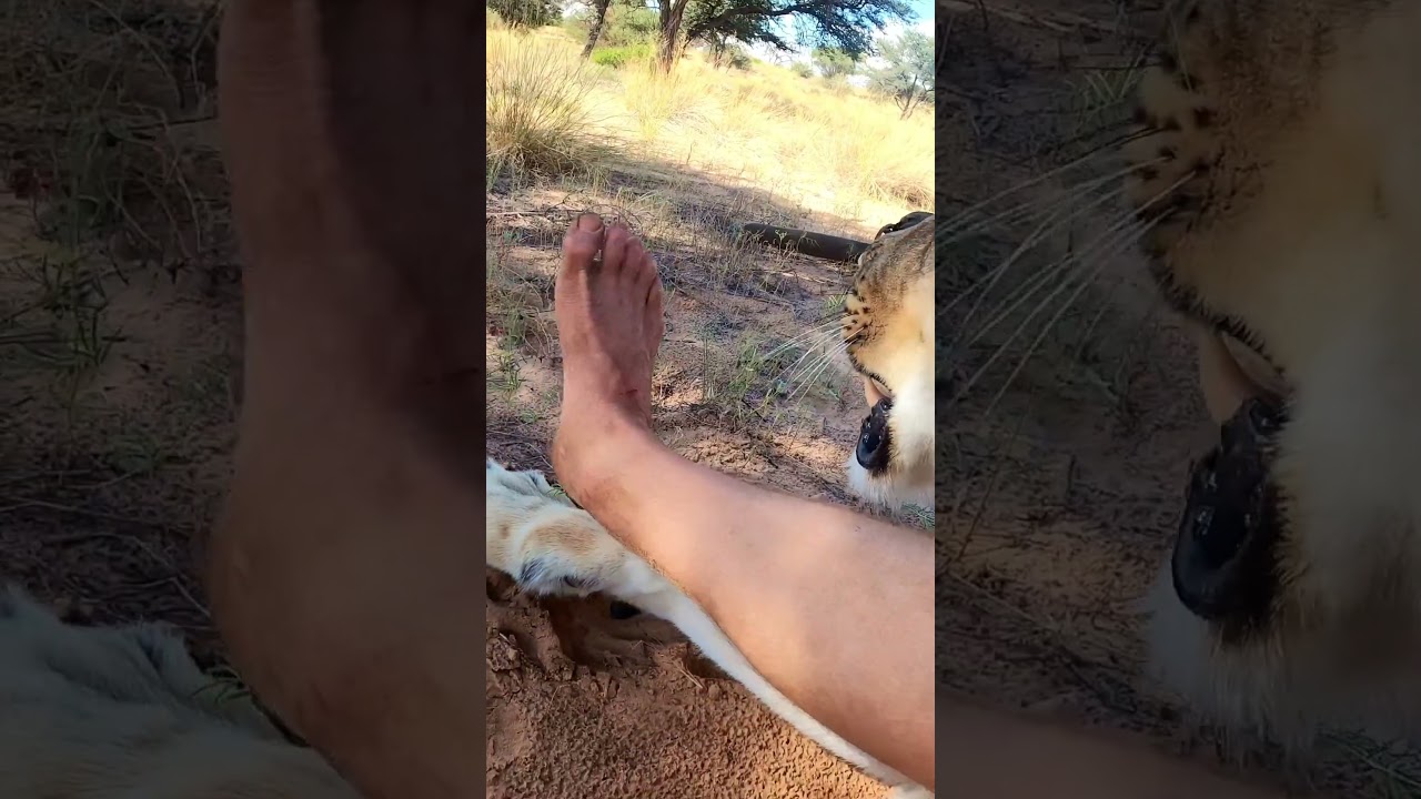 Sirga’s reaction to a scratch she gave me a little earlier.