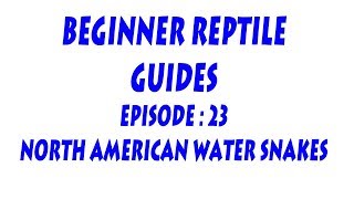 S'N'A INTRODUCING SERIES : Episode 23 - North American Water Snakes (Genus : Nerodia)