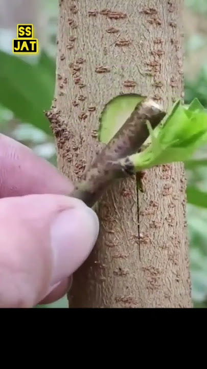 Grafting Technique|Grafting Plants|Pewand Kari Ka Tarika| #Graftingplant #Pewandkari