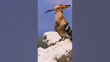 الهدهد 