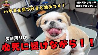 【初来店】トリミングのための麻酔の副作用で２〜３日間動けずご飯も食べられなかったシーズーの噛み犬トリミング！！