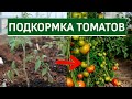 Подкормки томатов. Чем, когда и как подкармливать (удобрять) томаты (помидоры)?. Часть1