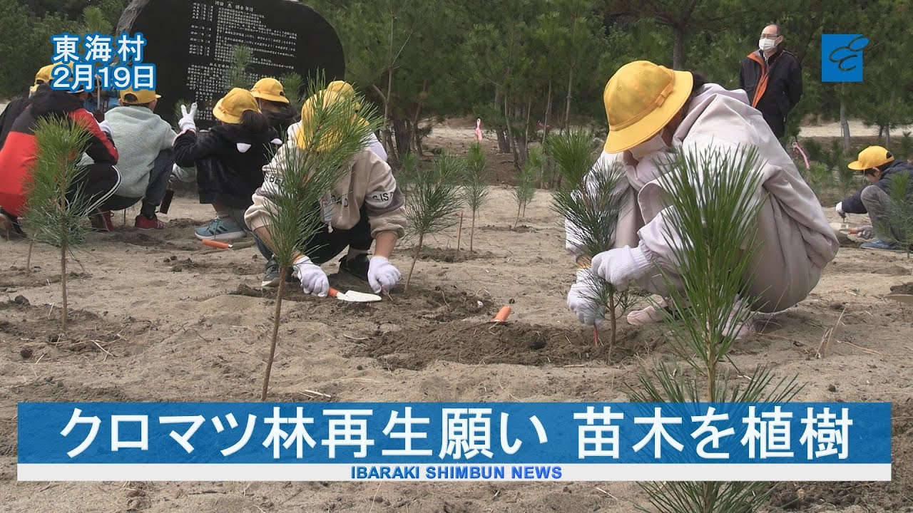 Planting seedlings in hopes of revitalizing the black pine forest