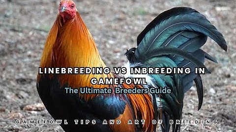 Linebreeding vs Inbreeding in Gamefowl: The Ultimate Breeder’s Guide (Full Breakdown)