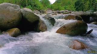 Clear White River Water Where Tilapia Live  Relaxing Sound of River Water to Soothe the Soul