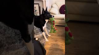 Barney the Tv border collie is not afraid of zombies or clowns