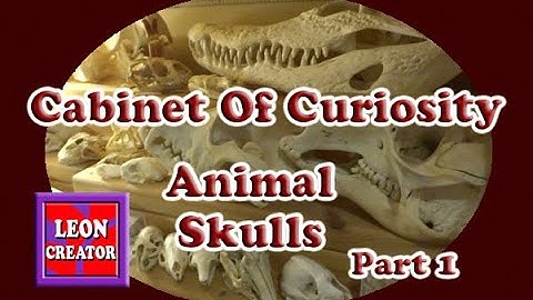ANIMAL SKULLS - Cabinet of Curiosity!!! - Part 1 - with Leon Hills - LEON CREATOR