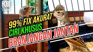 Membedakan Branjangan Jantan dan Betina Akurat / Ciri-ciri Branjangan Jantan