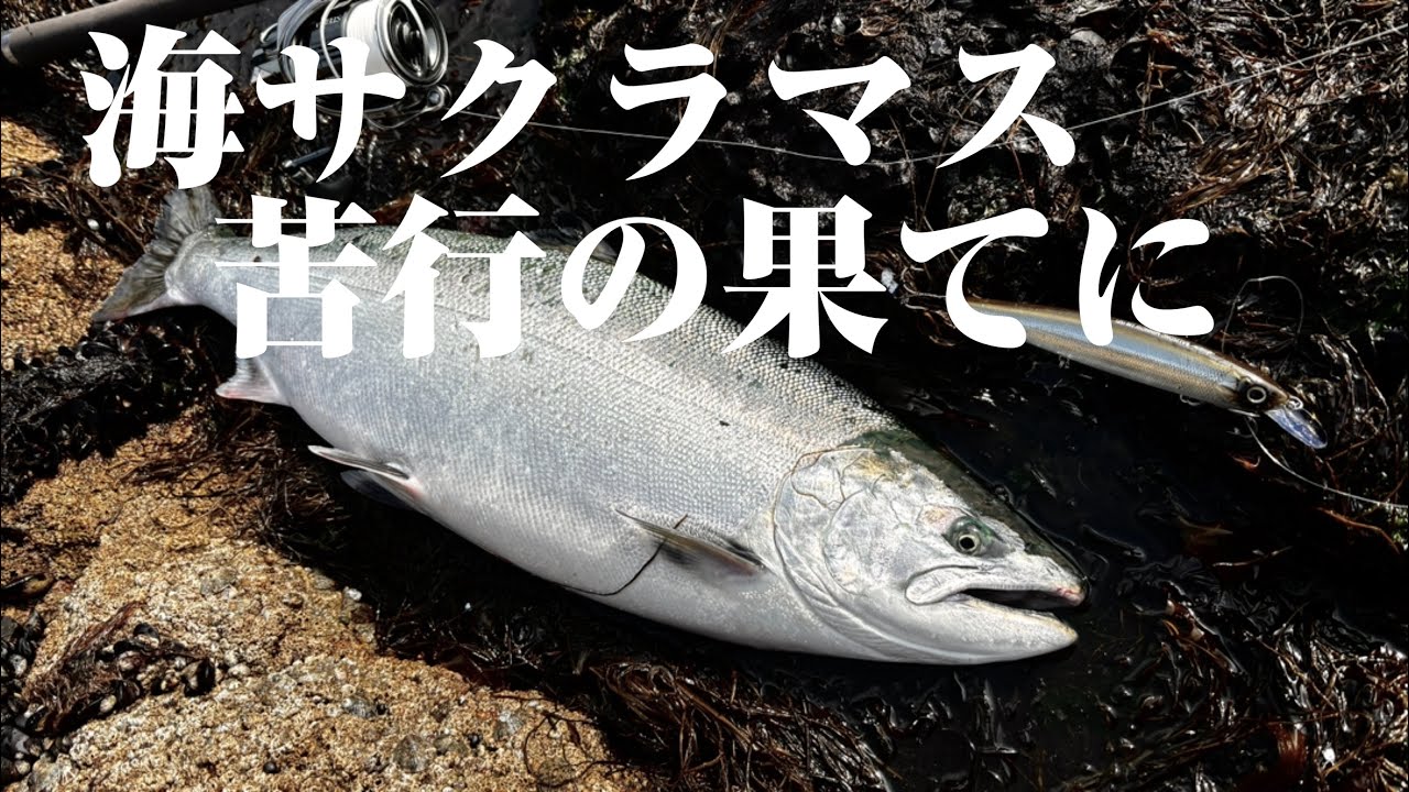 【サクラマス】釣れるまで辞めなければ釣れる【積丹】
