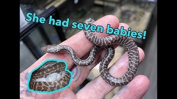 STIMSON PYTHON INCUBATING HER OWN EGGS!