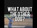 Dog Training in public places- What about the other dogs? America's Canine Educator Dog Training in public places- What about the other dogs? America's Canine Educator