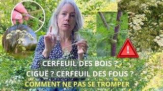 Cerfeuil des bois, ciguë et cerfeuil des fous