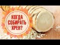 Хрен ➡ Сбор, хранение, полезные рецепты 🌟 Обзор hitsad.TV