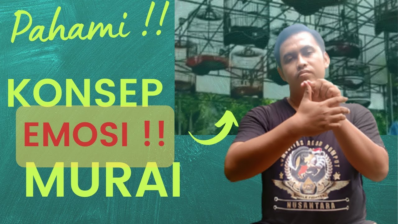 PEMULA WAJIB TAU, EMOSI MURAI SAAT DIGANTANGAN !! #settinganmurai #rawatanharian