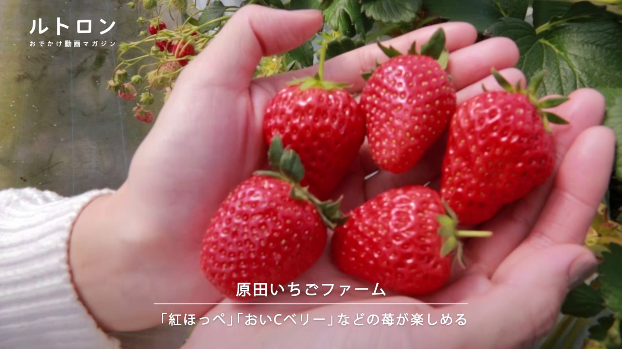 4月でもいちご狩りが楽しめる 原田いちごファーム で美味しいいちごを堪能しよう Youtube