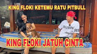 ANJING KAMPUNG VS 30 EKOR PITBULL ‼️KING FLOKI JATUH CINTA DENGAN PEMILIKNYA