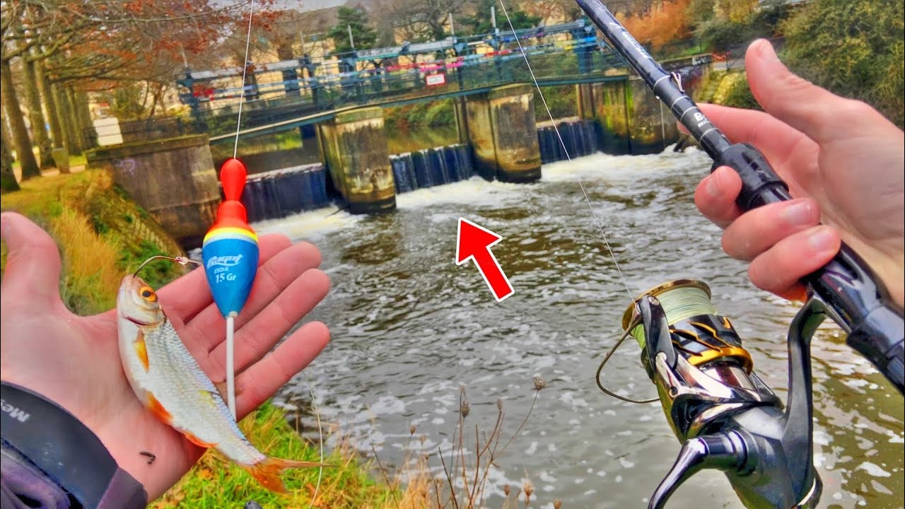 Je pêche ce DÉVERSOIR au vif,  les poissons sont PARTOUT !! Pêche au vif #47