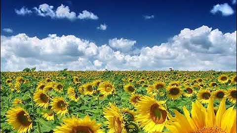 زكي داغستاني سورة AtTahrim التحريم