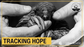 Tracking Hope: Funding Pangolin Conservation Technology