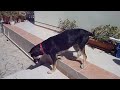 Hondenhardt Kyara.MOV