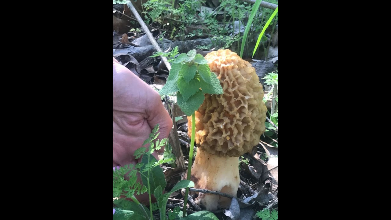 FINDING Morels or Hickory Chickens? on Public Land in KY YouTube